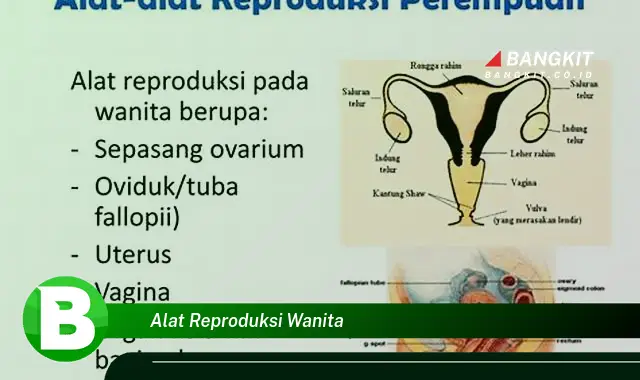 Intip Hal Tentang Alat Reproduksi Wanita yang Wajib Kamu Ketahui