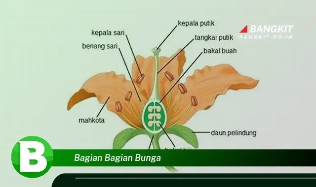 Intip Hal Tentang Bagian Bagian Bunga yang Jarang Diketahui