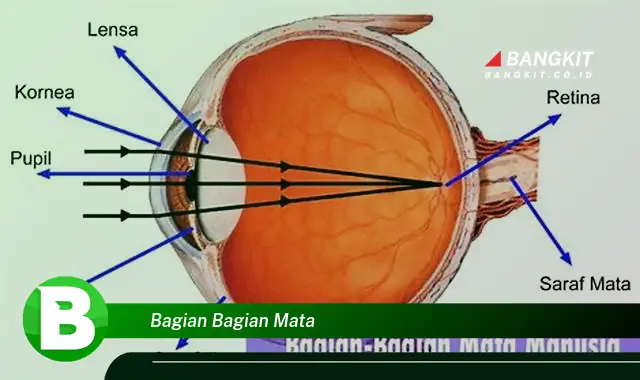 Intip Bagian-Bagian Mata yang Bikin Kamu Penasaran