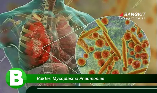 Ketahui Hal Mencengangkan Tentang Bakteri Mycoplasma Pneumoniae yang Wajib Kamu Intip