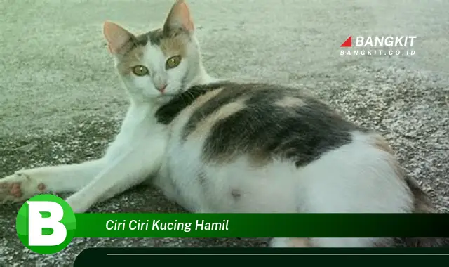 Intip Ciri-Ciri Kucing Hamil yang Bikin Kamu Penasaran