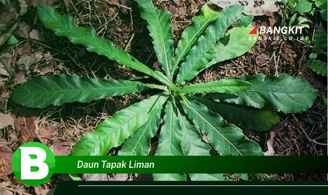 Intip Hal Menarik Seputar Daun Tapak Liman yang Jarang Diketahui