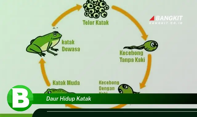 Intip Hal Tentang Daur Hidup Katak yang Bikin Kamu Penasaran!