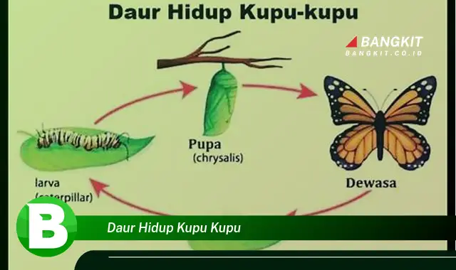 Intip Hal Tentang Daur Hidup Kupu-kupu yang Bikin Kamu Penasaran