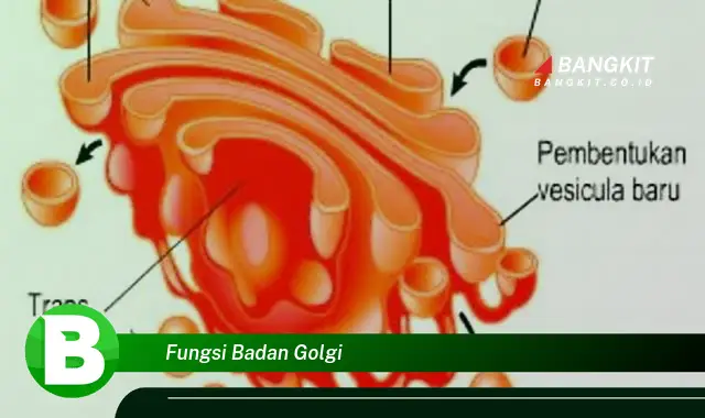 Intip Hal Tentang Fungsi Badan Golgi yang Jarang Diketahui