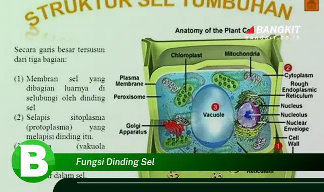 Intip Hal Tentang Fungsi Dinding Sel yang Bikin Kamu Penasaran