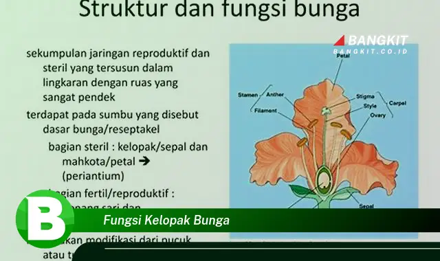 Intip Fungsi Kelopak Bunga yang Menakjubkan dan Wajib Kamu Ketahui