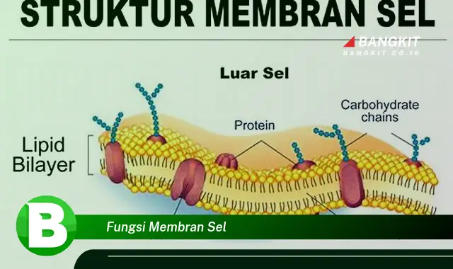 Intip Hal Tentang Fungsi Membran Sel yang Sering Bikin Penasaran