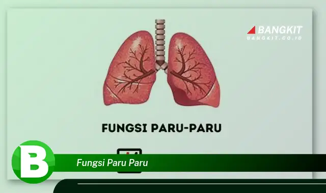 Intip Hal Tentang Fungsi Paru-Paru yang Bikin Kamu Penasaran