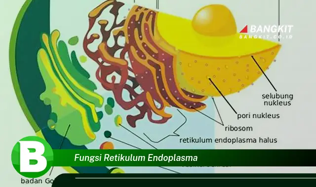 Intip Fungsi Retikulum Endoplasma yang bikin Kamu Penasaran!