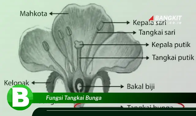 Intip Hal Seputar Fungsi Tangkai Bunga yang Wajib Kamu Intip