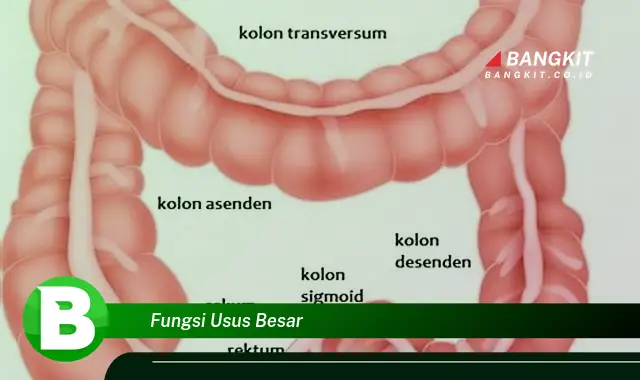 Intip Hal Tentang Fungsi Usus Besar yang Wajib Kamu Intip