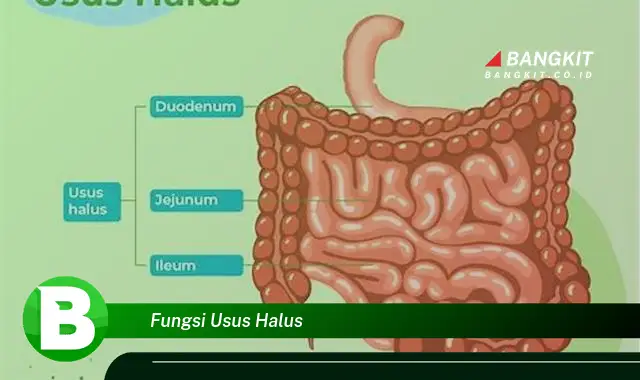 Intip Hal Tentang Fungsi Usus Halus yang Bikin Kamu Penasaran