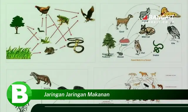 Intip Jaringan Jaringan Makanan yang Wajib Kamu Intip