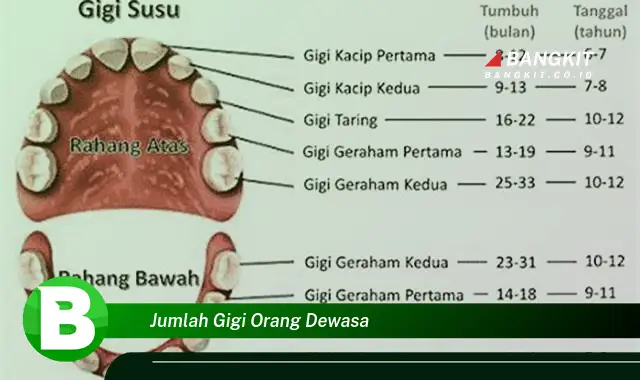 Intip Jumlah Gigi Orang Dewasa yang Bikin Kamu Penasaran