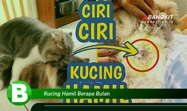 Intip Hal Tentang Kucing Hamil Berapa Bulan yang Bikin Kamu Penasaran