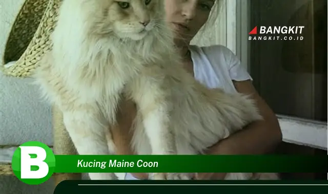 Intip Hal Menarik Tentang Kucing Maine Coon yang Jarang Diketahui