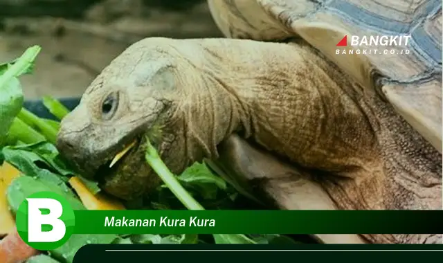 Intip Hal Tentang Makanan Kura-kura yang Wajib Kamu Ketahui