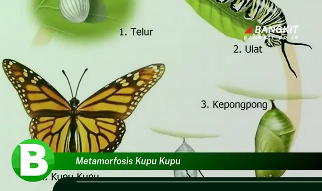 Intip Metamorfosis Kupu-kupu yang Jarang Diketahui!