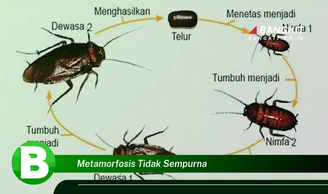 Intip Hal Tersembunyi dari Metamorfosis Tidak Sempurna yang Bikin Kamu Penasaran