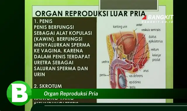 Ketahui Hal Mencengangkan Tentang Organ Reproduksi Pria yang Bikin Kamu Penasaran