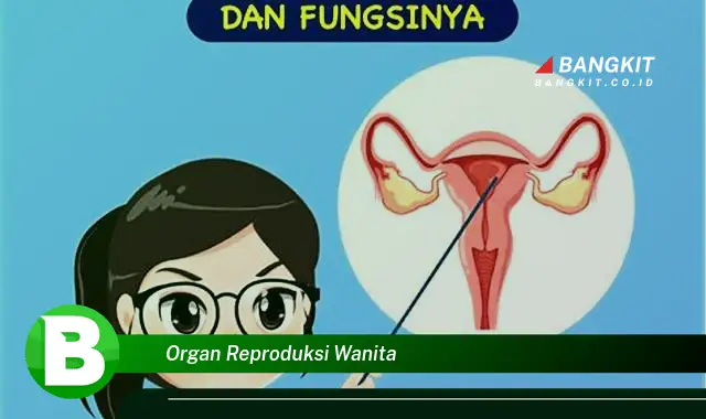 Intip Fakta Organ Reproduksi Wanita yang Bikin Kamu Penasaran