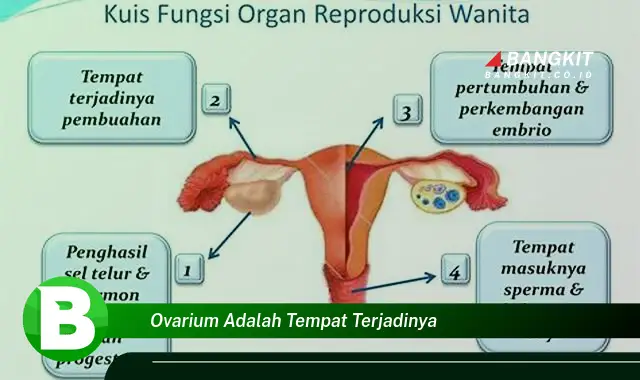 Ketahui Hal Seputar Ovarium yang Jarang Diketahui