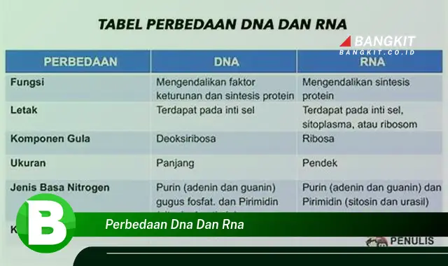 Ketahui Hal Tentang Perbedaan DNA dan RNA yang Bikin Kamu Penasaran