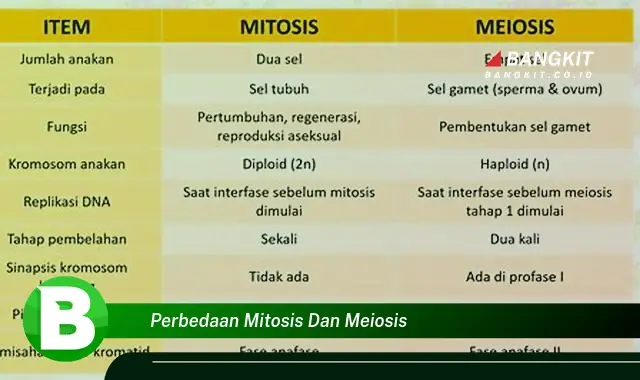 Intip Hal Tentang Perbedaan Mitosis dan Meiosis yang Jarang Diketahui