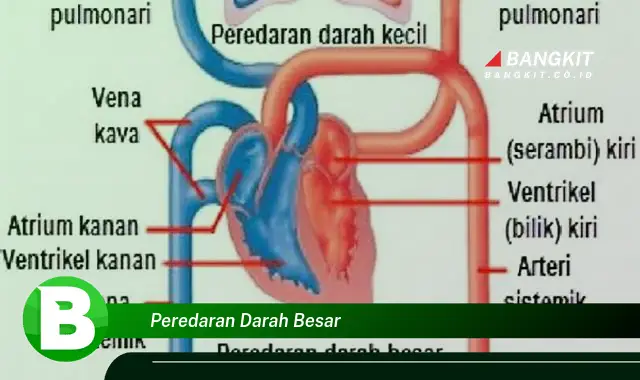 Intip Hal Tentang Peredaran Darah Besar yang Jarang Diketahui