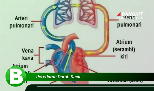 Intip Hal Menarik Tentang Peredaran Darah Kecil yang Bikin Kamu Penasaran