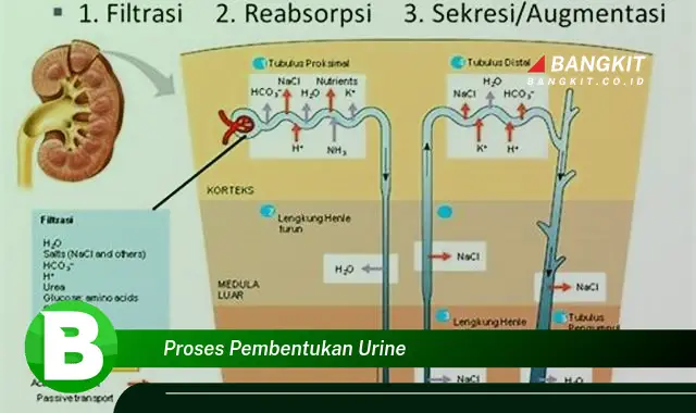 Intip Hal Penting Tentang Proses Pembentukan Urine yang Jarang Diketahui