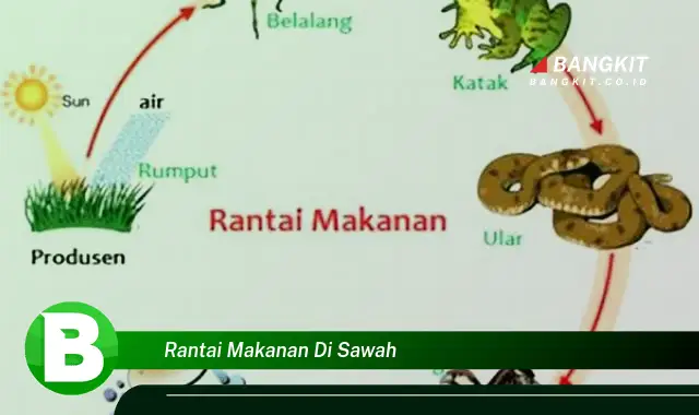 Intip Hal Mencengangkan Tentang Rantai Makanan di Sawah yang Bikin Kamu Penasaran