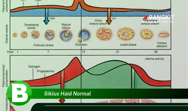 Intip Hal Tentang Siklus Haid Normal yang Jarang Diketahui