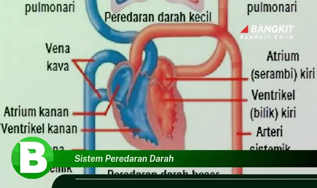 Intip Hal Tentang Sistem Peredaran Darah yang Bikin Kamu Penasaran