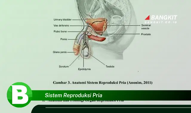 Intip Hal Penting Tentang Sistem Reproduksi Pria yang Wajib Kamu Tahu