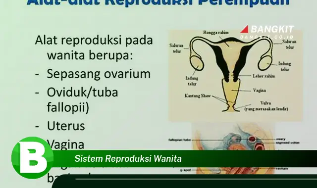 Intip Hal Tentang Sistem Reproduksi Wanita yang Bikin Kamu Penasaran