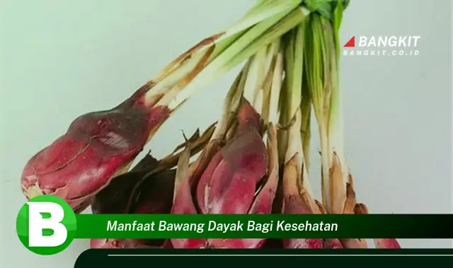 Intip Manfaat Bawang Dayak Bagi Kesehatan yang Bikin Kamu Penasaran