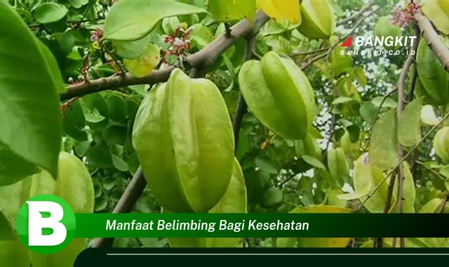 Ketahui Manfaat Belimbing bagi Kesehatan yang Bikin Kamu Penasaran