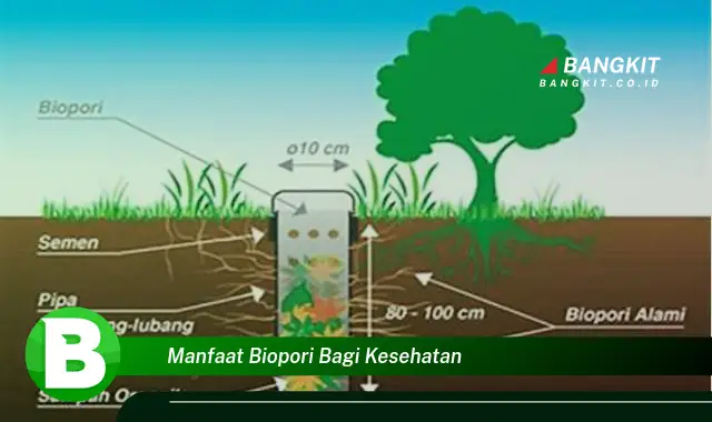 Intip Manfaat Biopori Bagi Kesehatan yang Bikin Kamu Penasaran