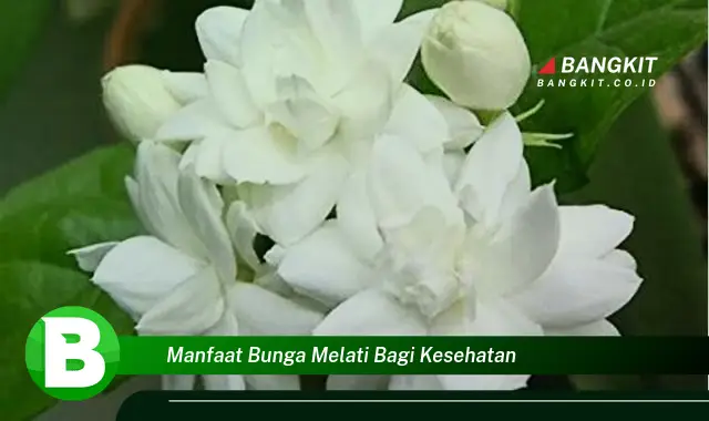 Ketahui Manfaat Bunga Melati yang Wajib Kamu Intip