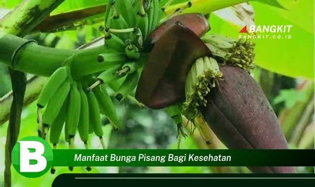 Intip Manfaat Bunga Pisang yang Bikin Kamu Penasaran