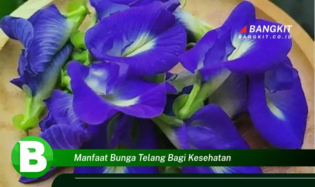 Temukan Khasiat Bunga Telang bagi Kesehatan yang Bikin Kamu Penasaran