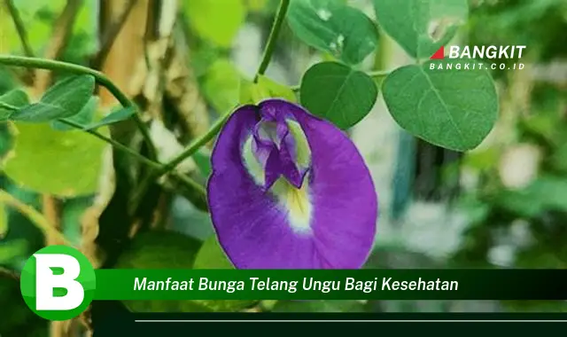 Intip Manfaat Bunga Telang Ungu bagi Kesehatan yang Bikin Kamu Penasaran