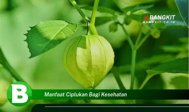 Temukan Manfaat Ciplukan Bagi Kesehatan yang Bikin Kamu Penasaran