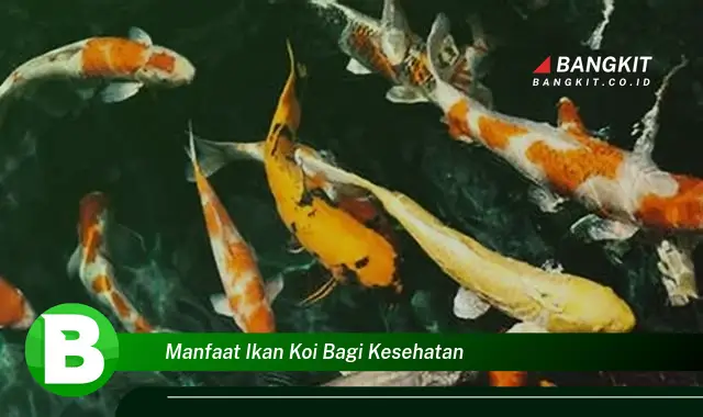 Temukan Manfaat Kesehatan Ikan Koi yang Bikin Kamu Penasaran