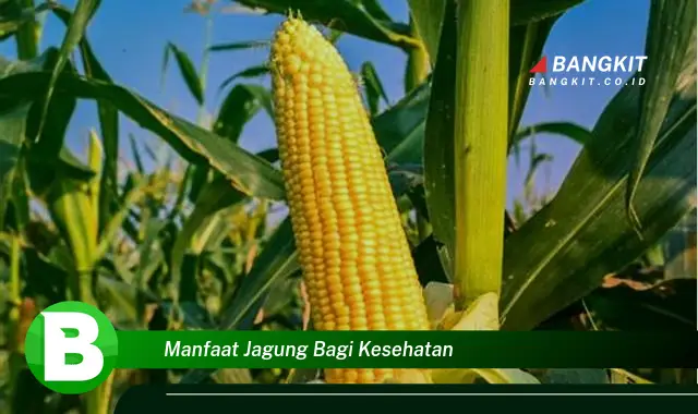 Ketahui Manfaat Jagung Bagi Kesehatan yang Bikin Kamu Penasaran