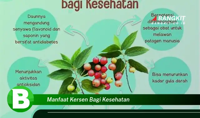 Temukan Manfaat Kesehatan Kersen yang Wajib Kamu Intip