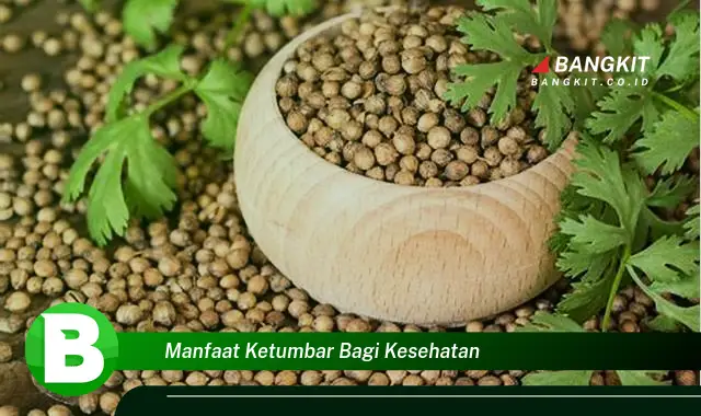 Temukan Manfaat Mengejutkan Ketumbar Bagi Kesehatan yang Wajib Kamu Intip