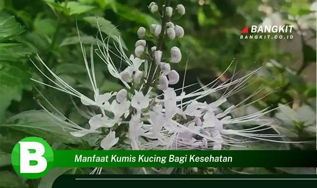 Temukan Manfaat Kumis Kucing Bagi Kesehatan yang Bikin Kamu Penasaran